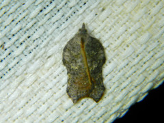 Acleris effractana