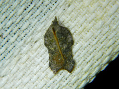 Acleris effractana