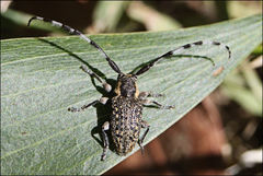 Ancita antennata