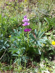 Lupinus hispanicus