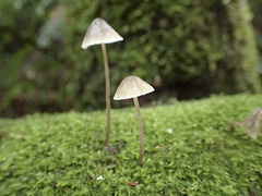 Mycena austrofilopes