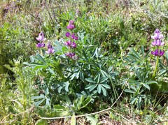 Lupinus hispanicus