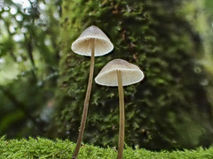 Mycena austrofilopes