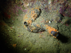 Metandrocarpa taylori