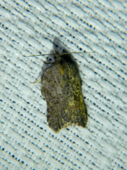 Acleris effractana