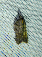 Acleris effractana