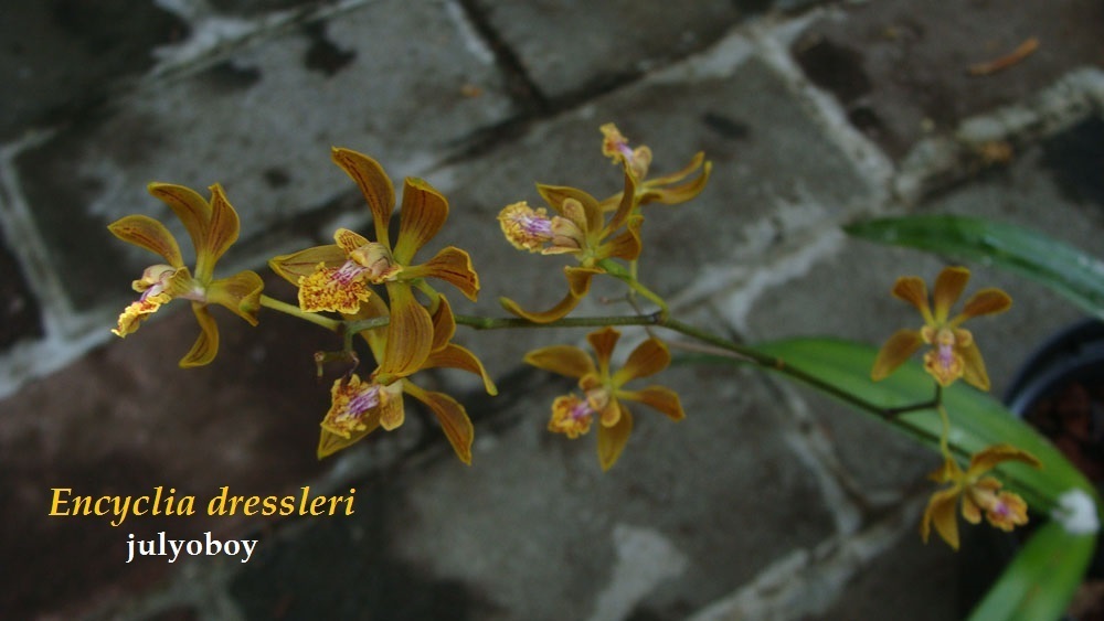 Encyclia dressleri Beutelsp. & Mor.-Mol. 2