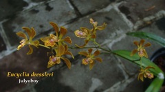 Encyclia dressleri
