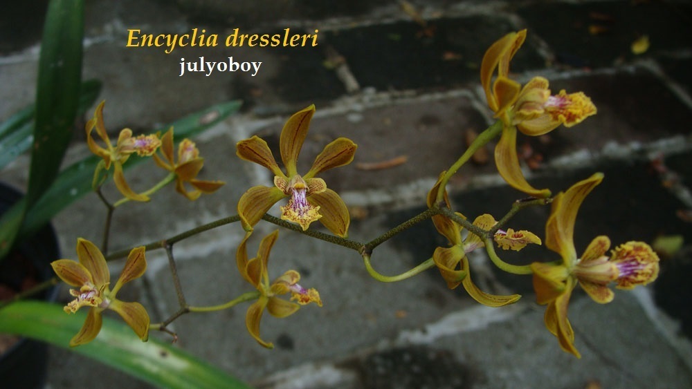 Encyclia dressleri Beutelsp. & Mor.-Mol.