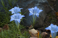 Gentiana sino-ornata