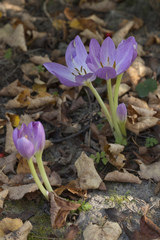 Colchicum speciosum