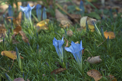 Gentiana sino-ornata