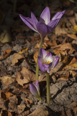 Colchicum speciosum