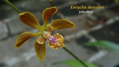 Encyclia dressleri