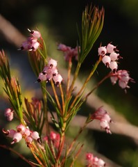 Erica polifolia