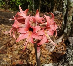 Hippeastrum stylosum