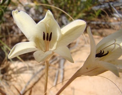 Tritonia pallida