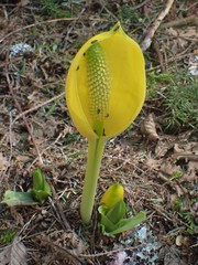 Pelecomalium testaceum