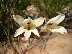 Tritonia pallida