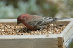 Haemorhous mexicanus