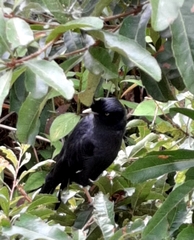 Acridotheres cristatellus formosanus