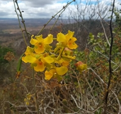 Cyrtopodium flavum