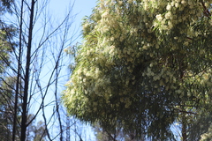 Eucalyptus beyeriana