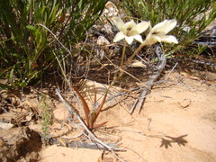 Tritonia pallida