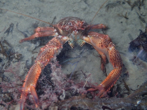 Black Squat Lobster, Tholen, Oosterschelde, NL-ZE, NL, photo 10 of 10