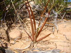 Tritonia pallida