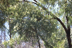 Eucalyptus beyeriana