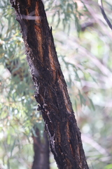 Eucalyptus beyeriana