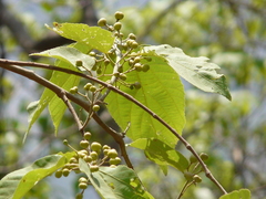 Grewia tiliifolia