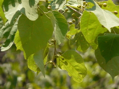 Grewia tiliifolia