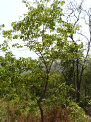 Grewia tiliifolia
