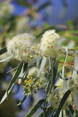 Eucalyptus beyeriana