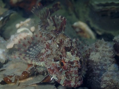 Taurulus bubalis