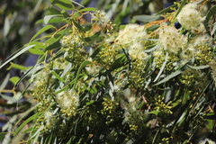 Eucalyptus beyeriana