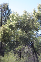 Eucalyptus beyeriana