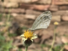 Leptosia nina