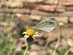 Leptosia nina