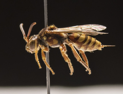 Nomada annulata