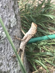 Calotes versicolor