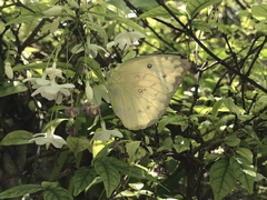Catopsilia pomona
