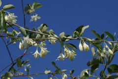 Styrax officinalis