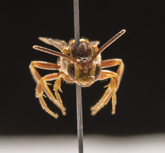 Nomada annulata