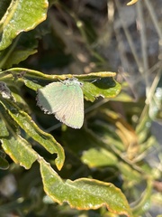 Callophrys dumetorum perplexa