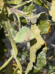 Callophrys dumetorum perplexa