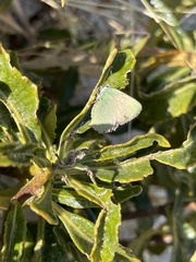 Callophrys dumetorum perplexa
