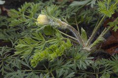 Pulsatilla albana